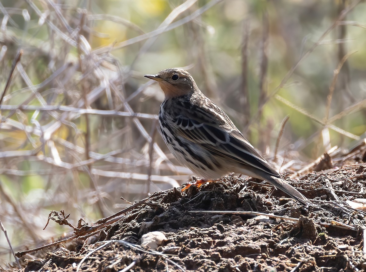 Red-throated Pipit - ML645312882