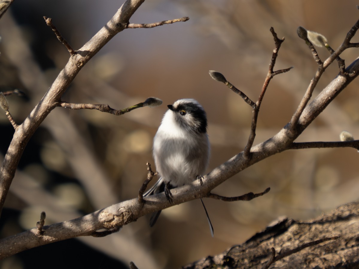 Long-tailed Tit - ML645312884