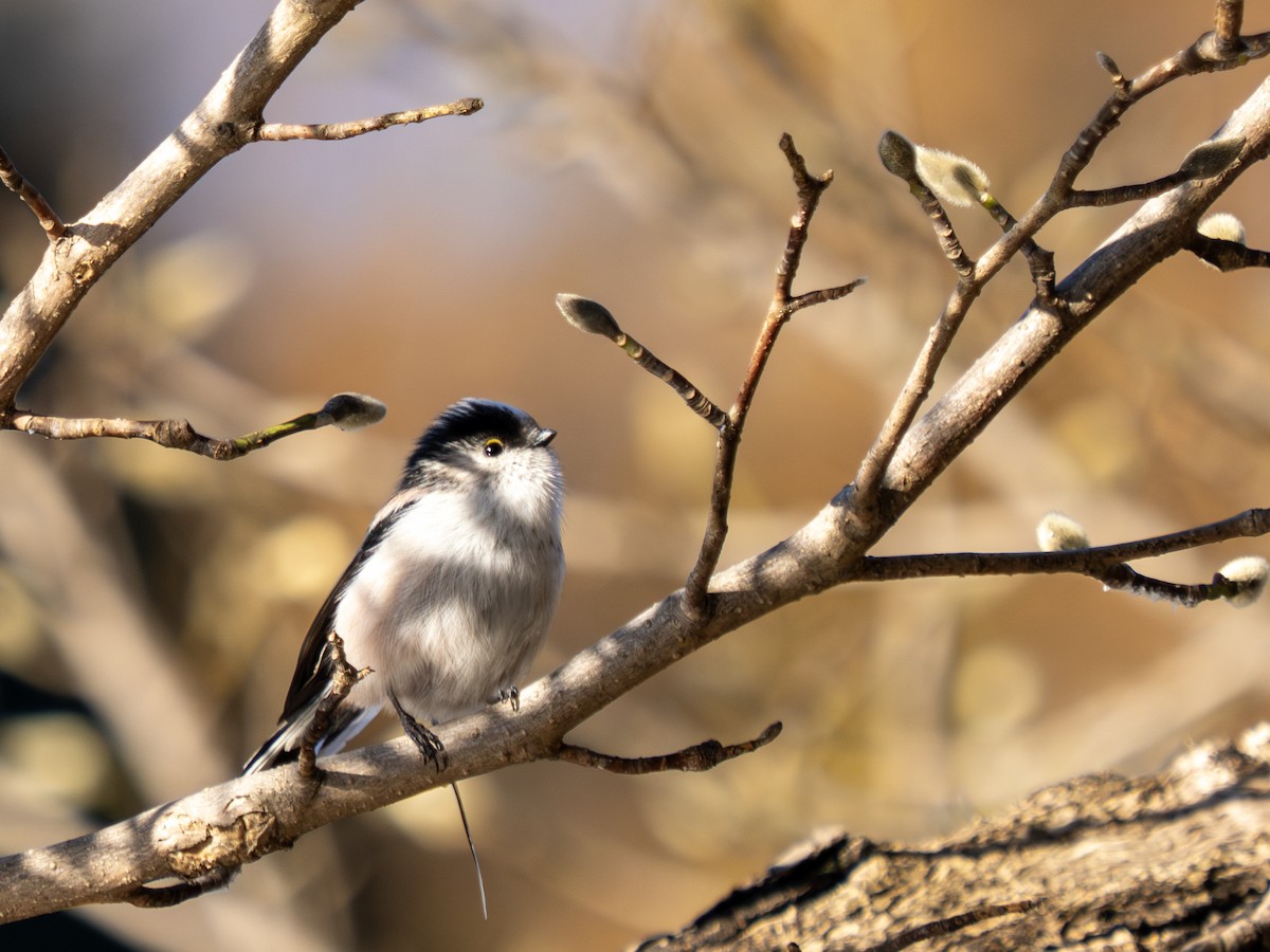 Long-tailed Tit - ML645312885