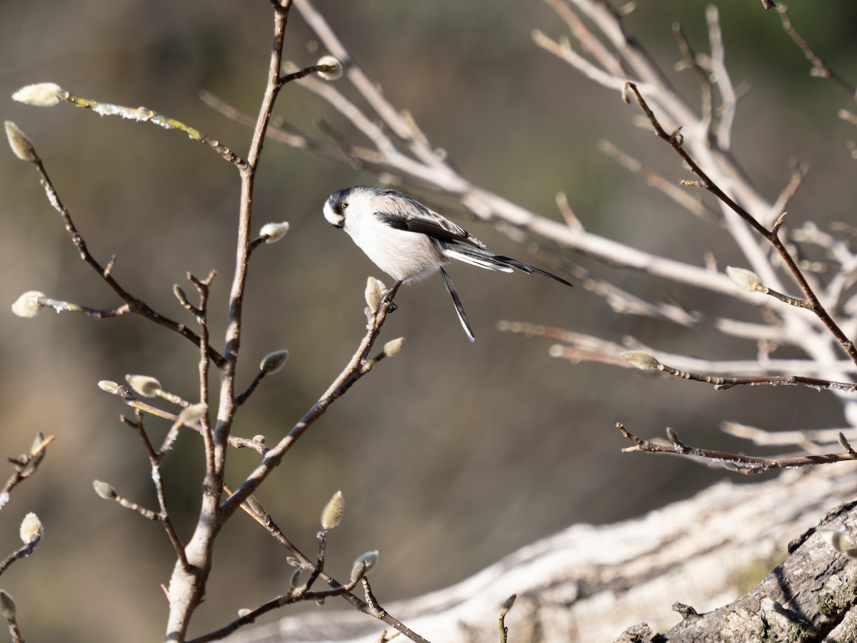Long-tailed Tit - ML645312886