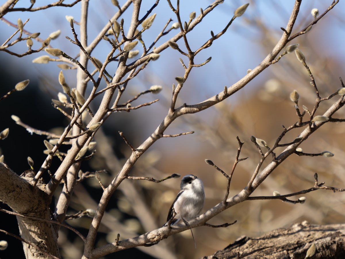 Long-tailed Tit - ML645312887
