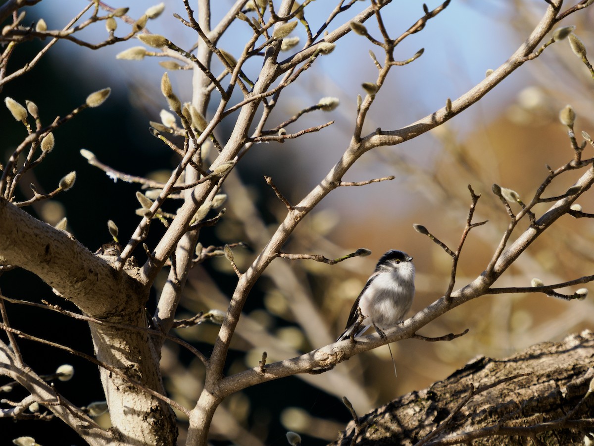 Long-tailed Tit - ML645312888