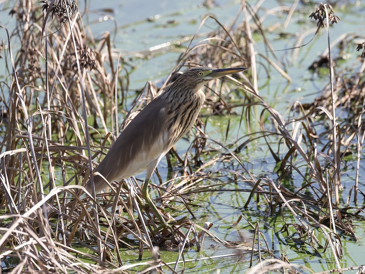 Squacco Heron - ML645312889