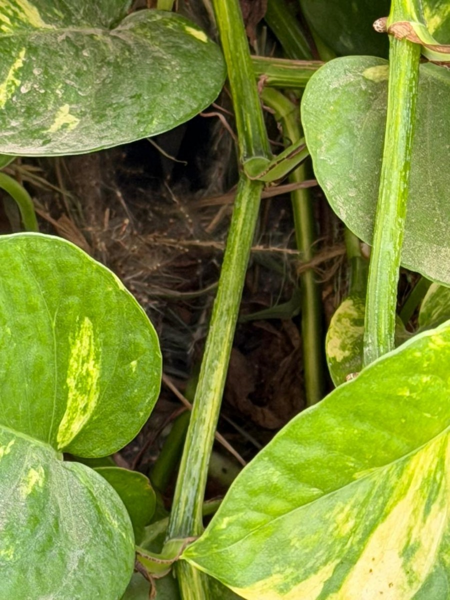 panenka muškátová - ML645312893