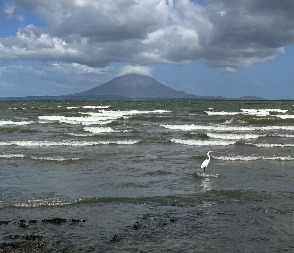 Great Egret - ML645312895