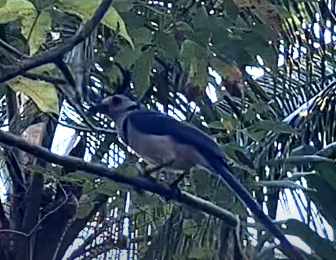 White-throated Magpie-Jay - ML645312906