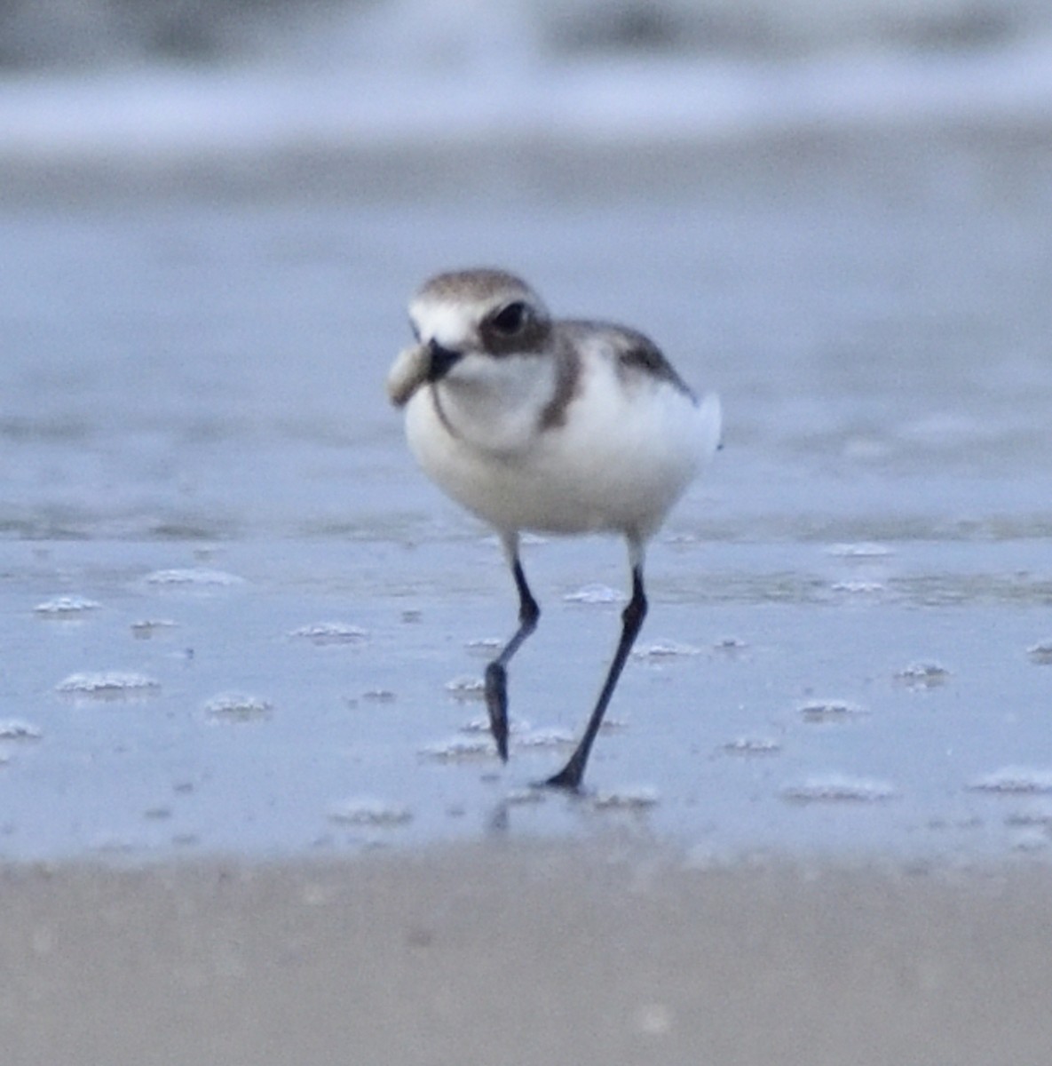 Tibetan Sand-Plover - ML645312908