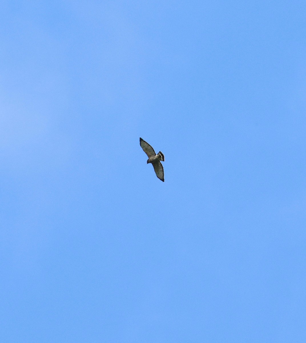 Канюк ширококрилий - ML645312909