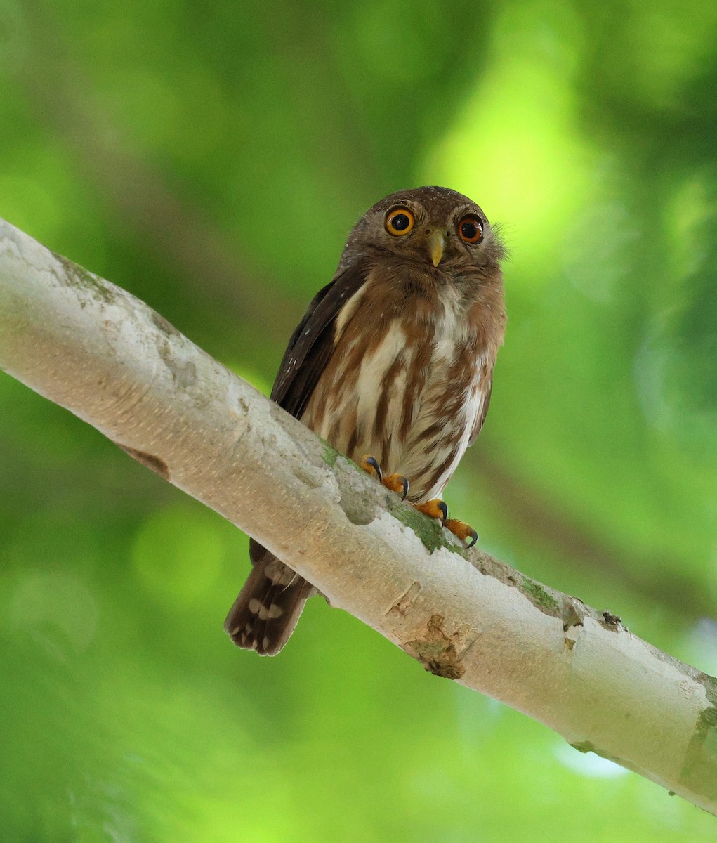 jungelugle - ML645312925