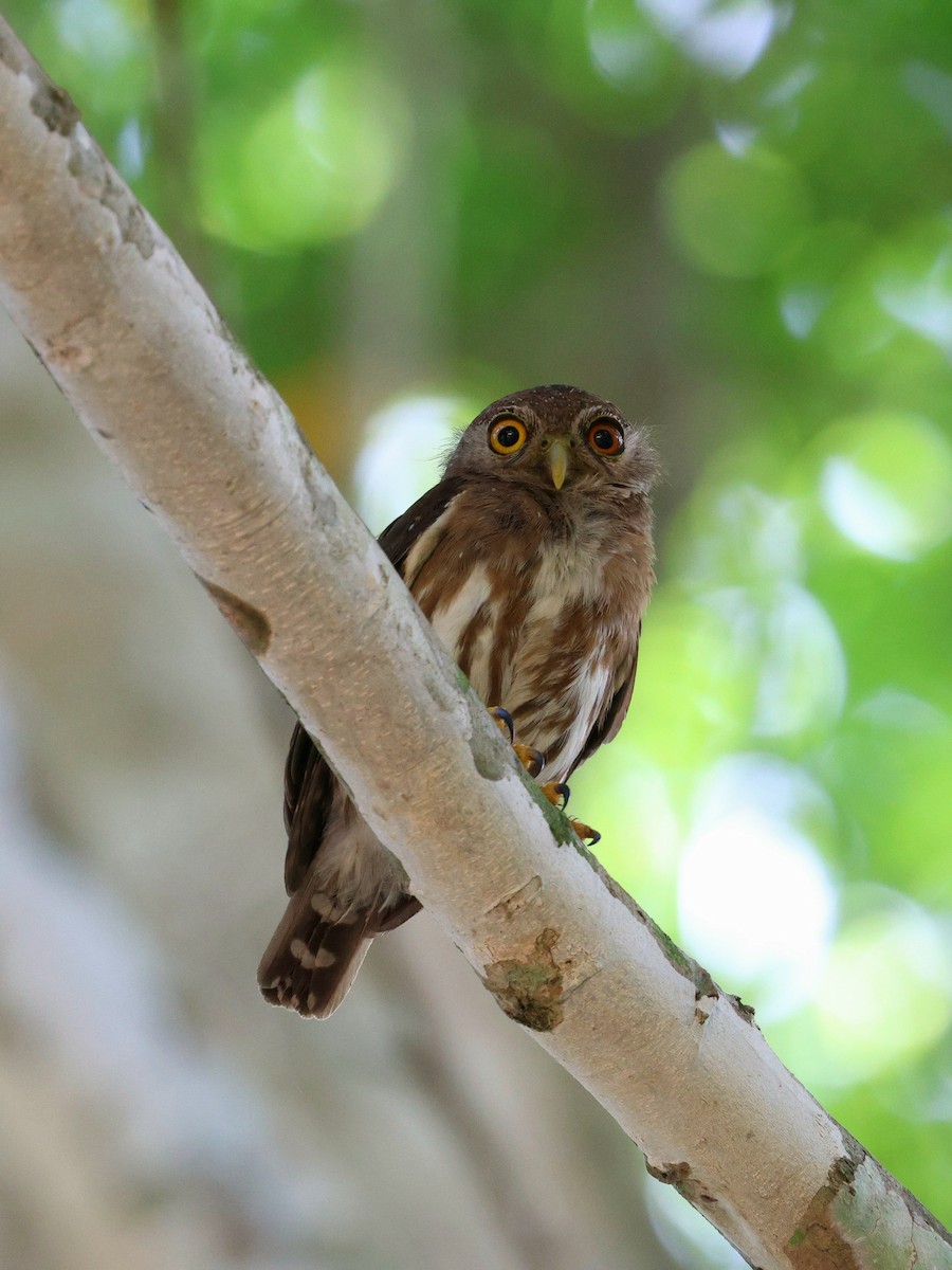 jungelugle - ML645312926