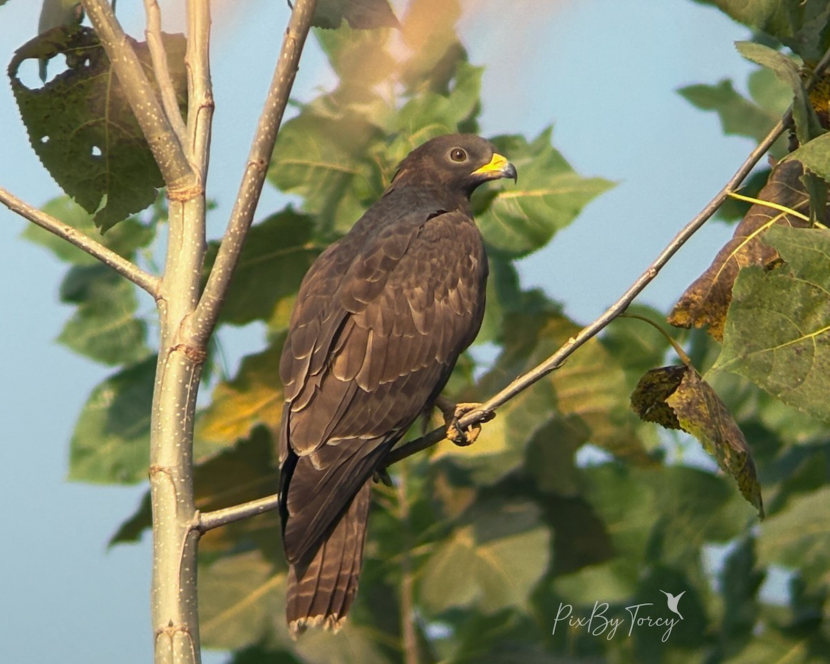 Oriental Honey-buzzard - ML645312929