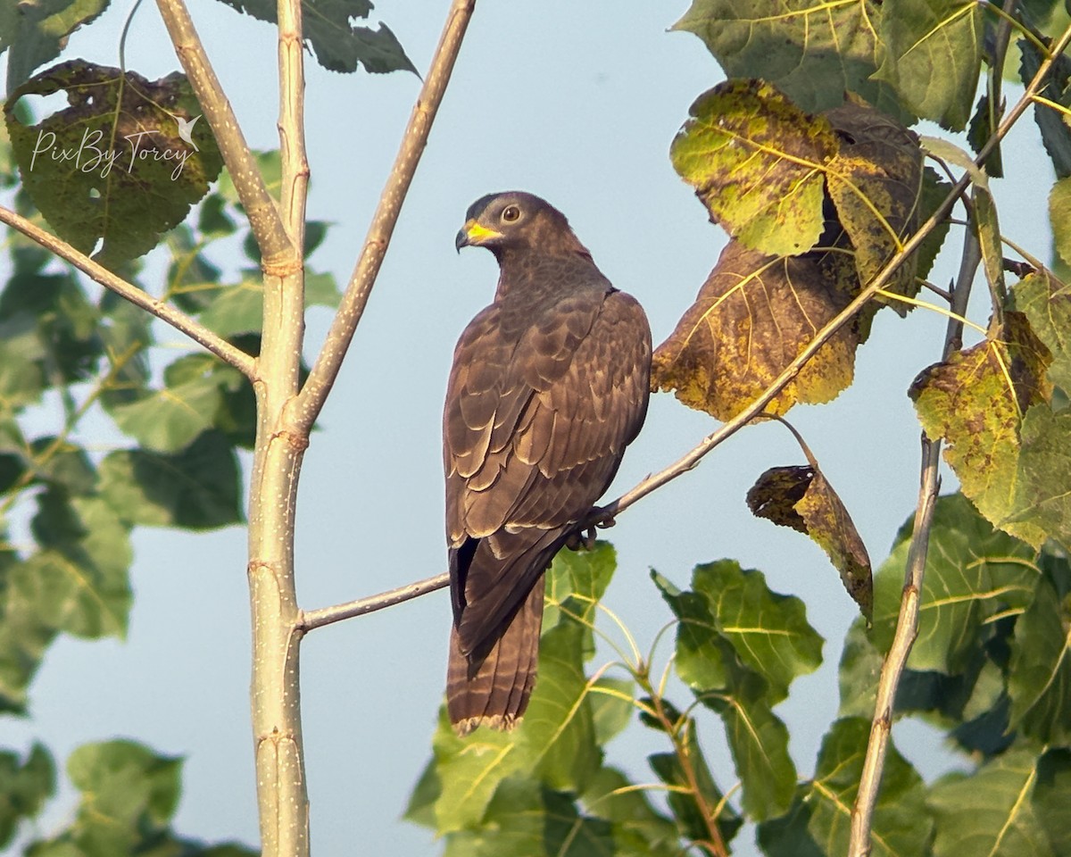 Oriental Honey-buzzard - ML645312930