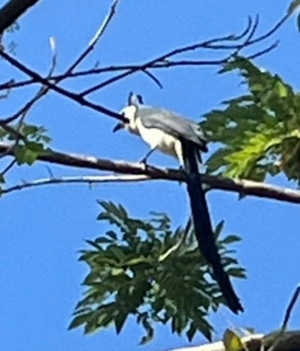 White-throated Magpie-Jay - ML645312936