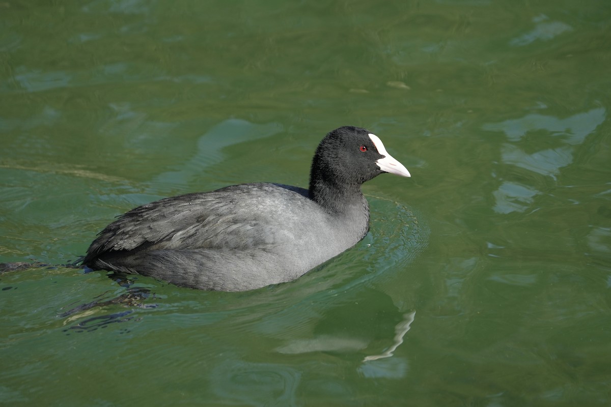 Eurasian Coot - ML645312958