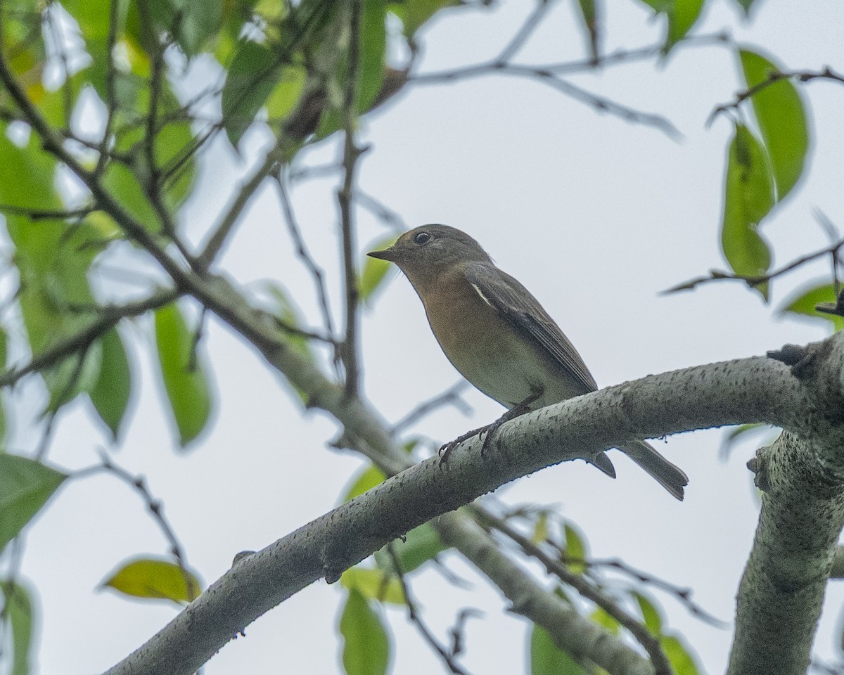Mugimaki Flycatcher - ML645312963