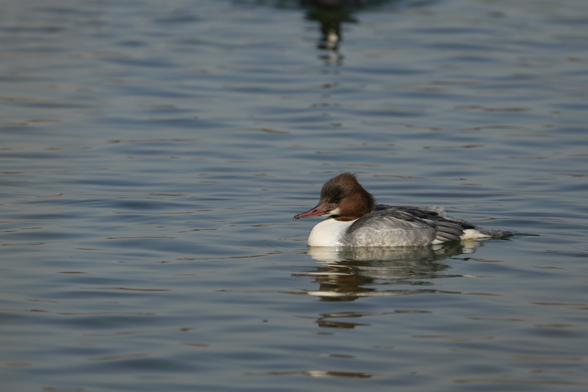 Common Merganser - ML645312964