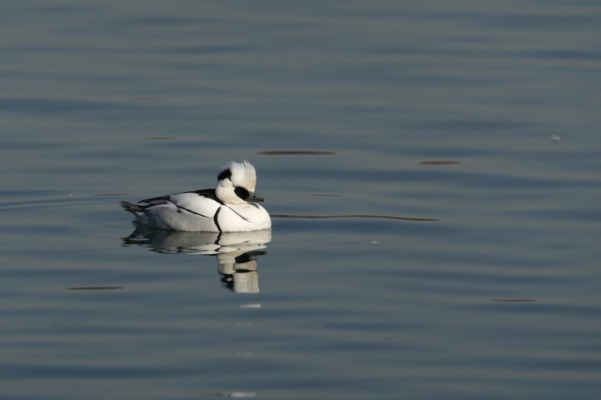 Smew - ML645312965