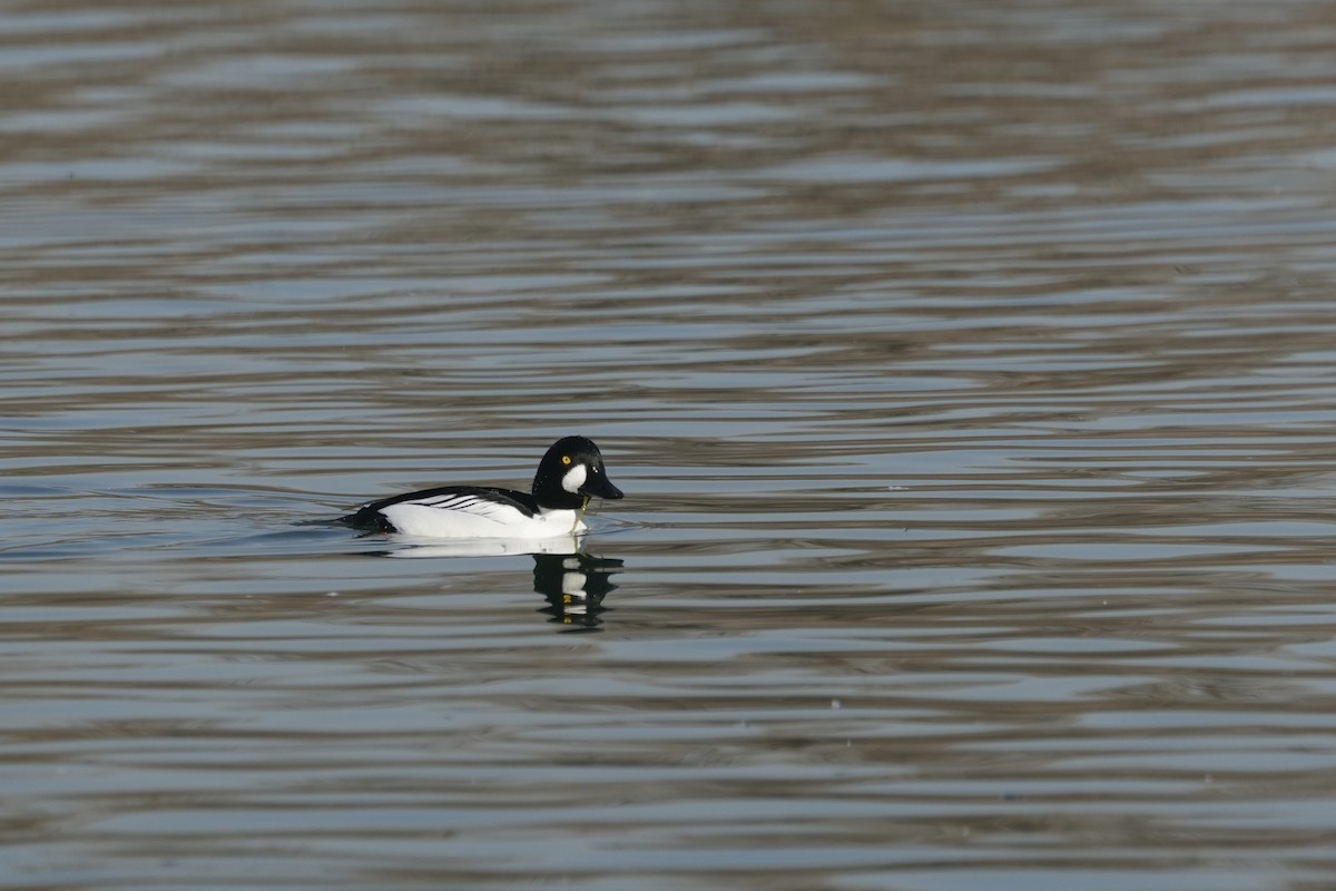Common Goldeneye - ML645312966