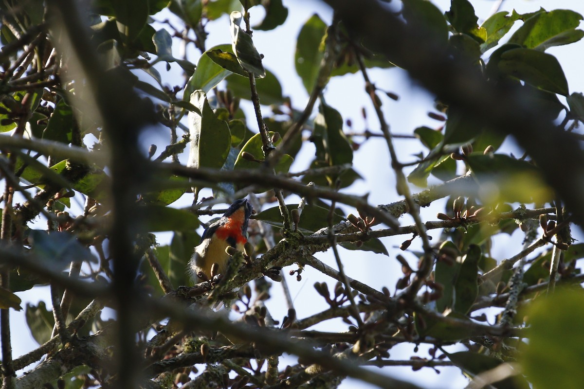Fire-breasted Flowerpecker - ML645312989