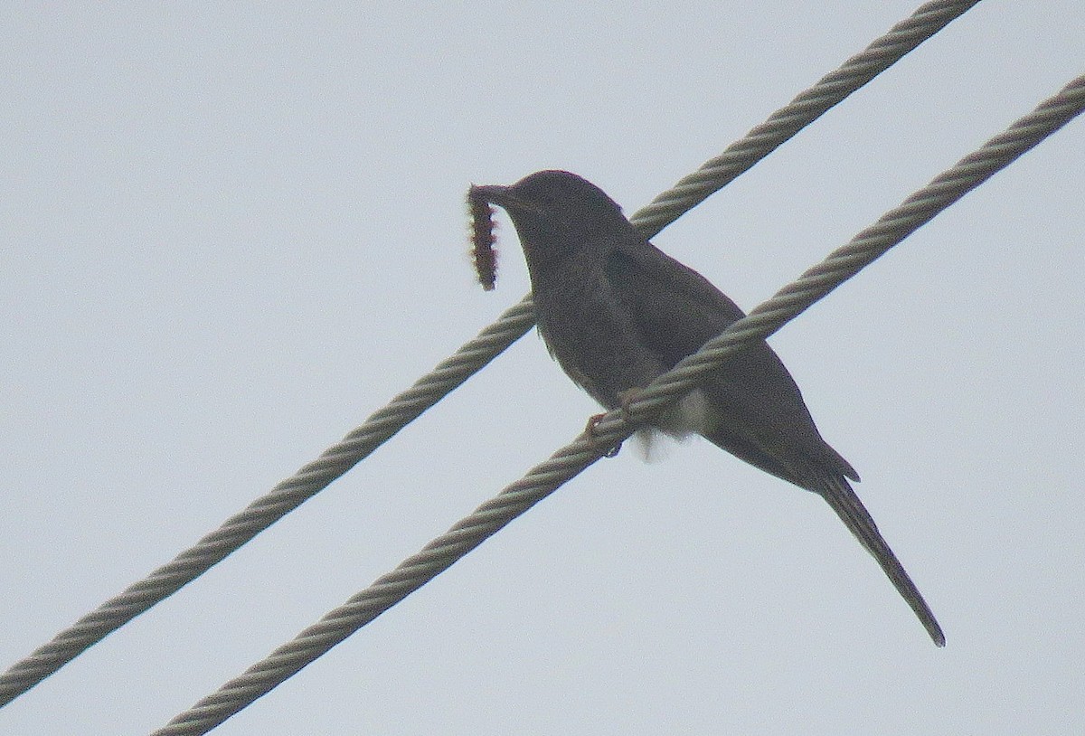 Coucou à tête grise - ML645312995