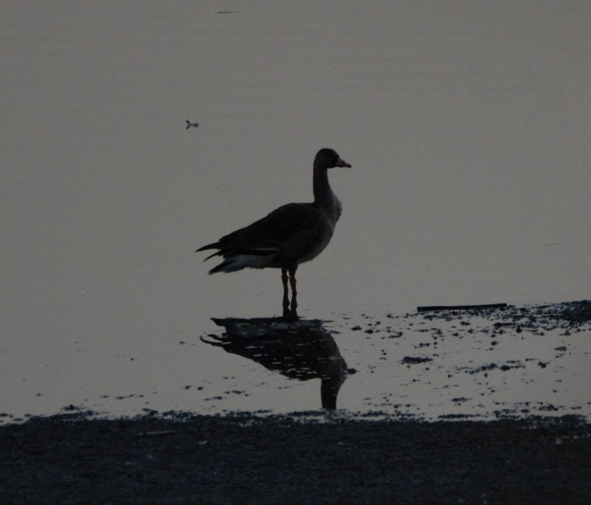 マガン - ML645313006