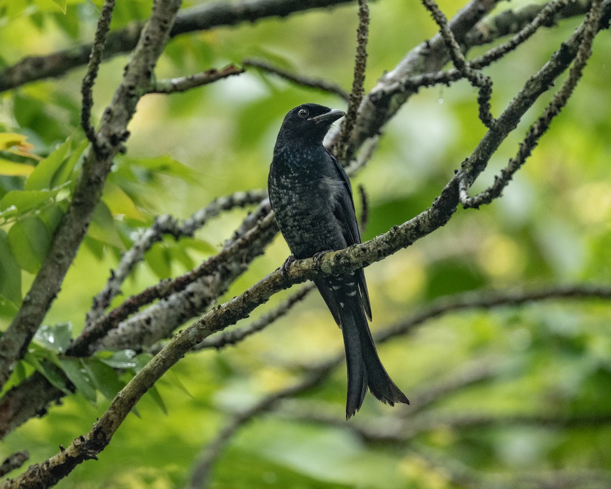 Crow-billed Drongo - ML645313014