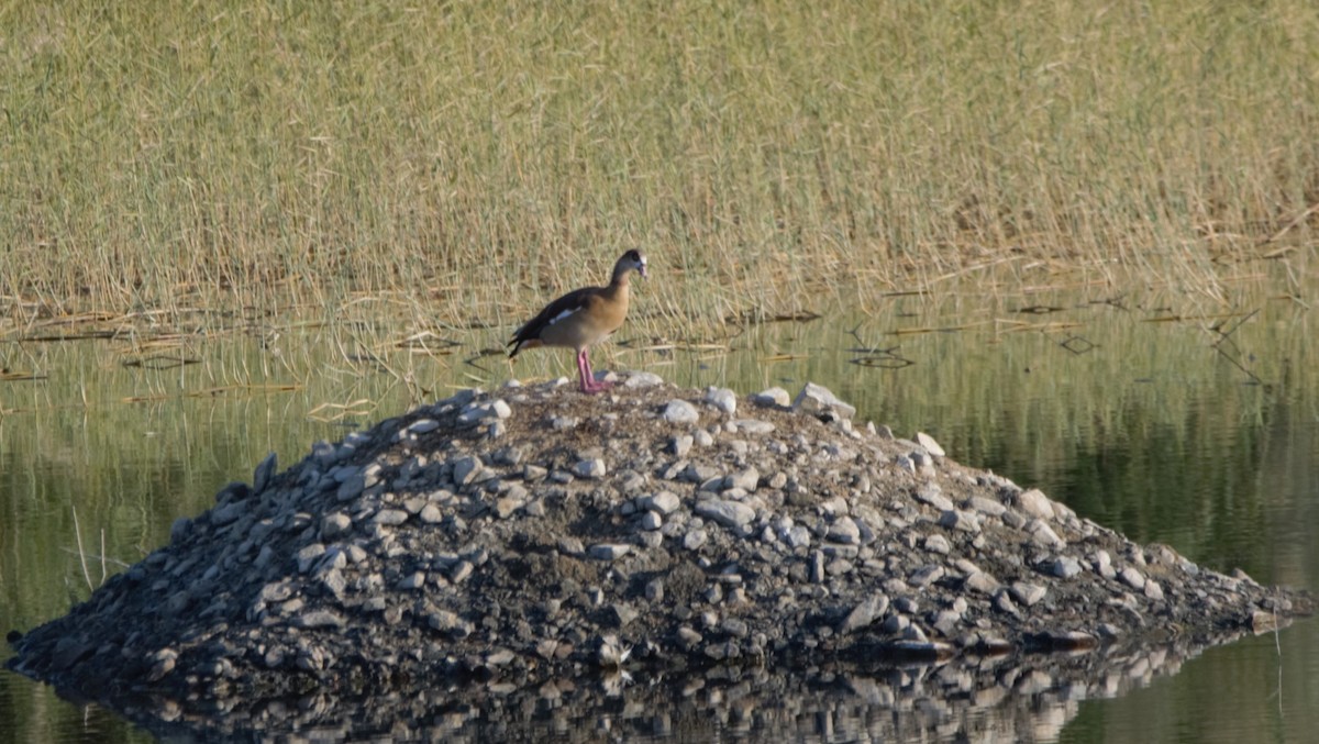 エジプトガン - ML645313015