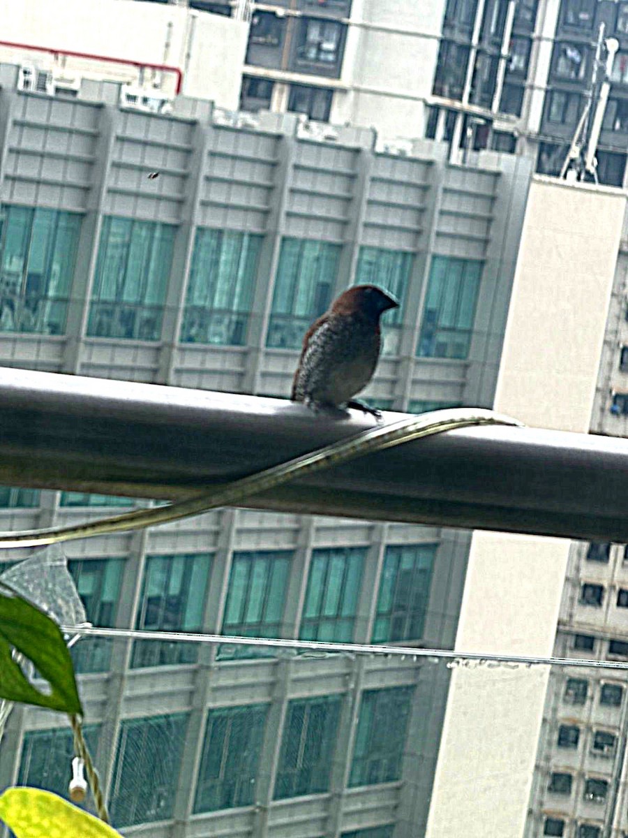 panenka muškátová - ML645313016