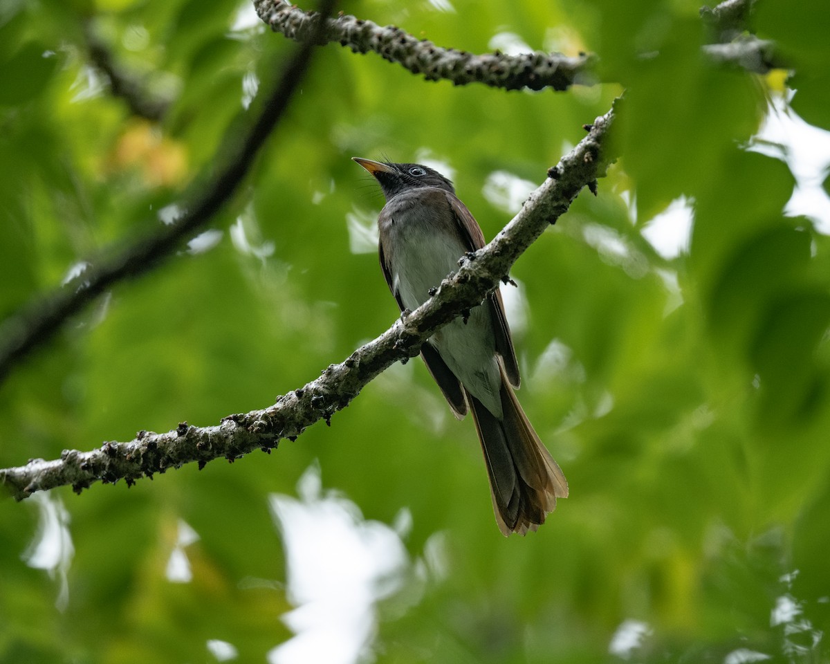 Siyah Japon Monarkı - ML645313017