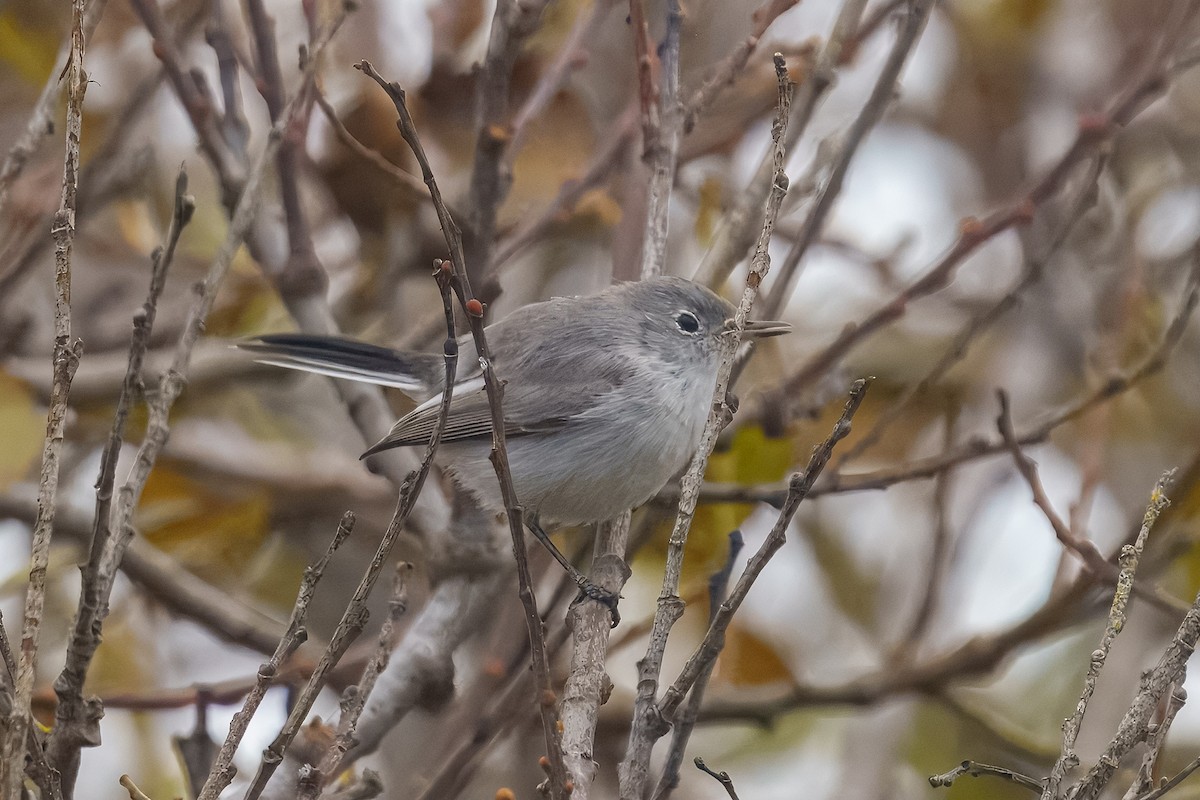 Blue-gray Gnatcatcher - ML645313031