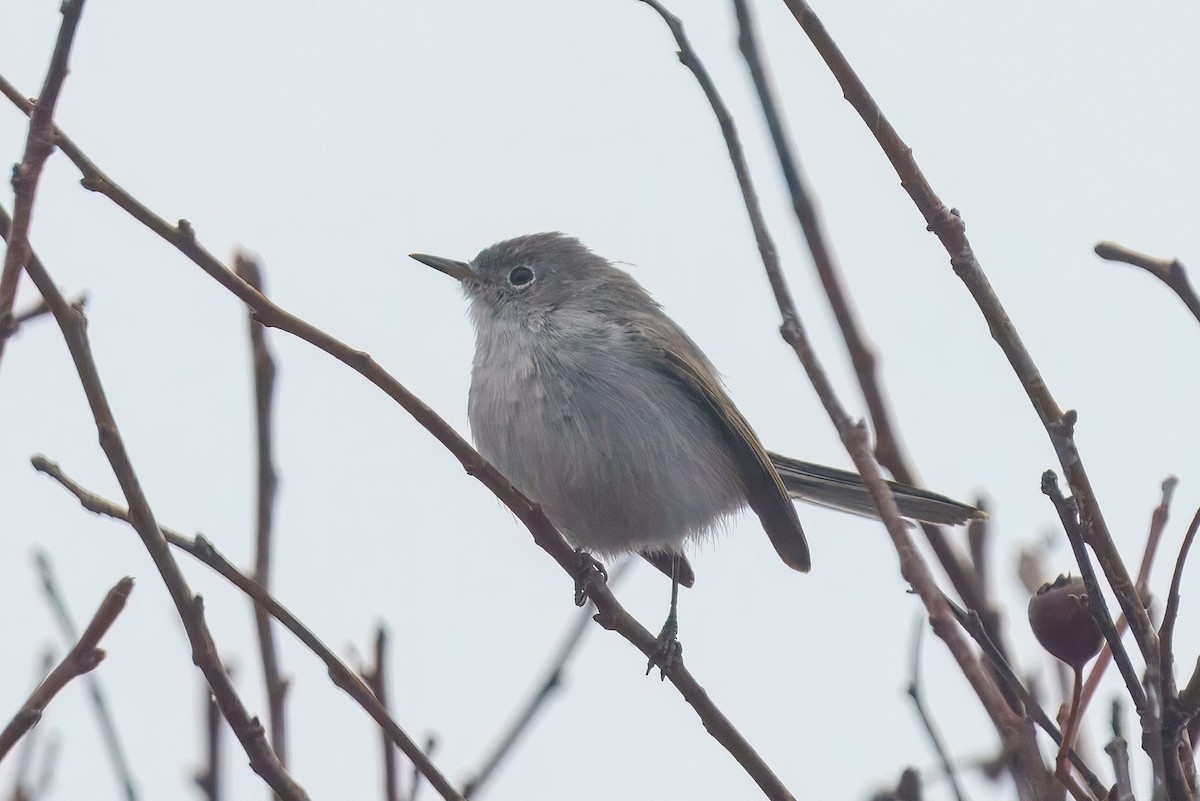 Blue-gray Gnatcatcher - ML645313032