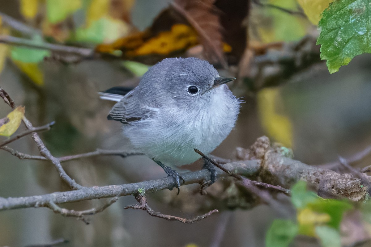 Blue-gray Gnatcatcher - ML645313034