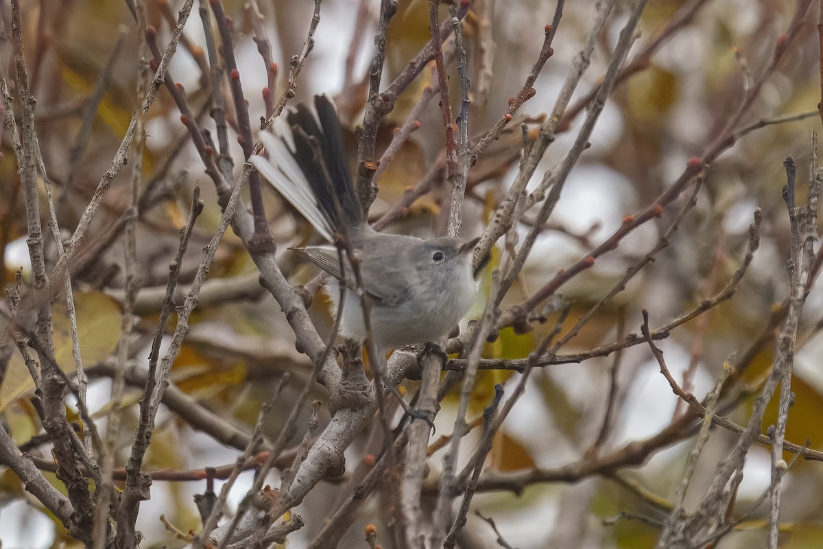 Blue-gray Gnatcatcher - ML645313035