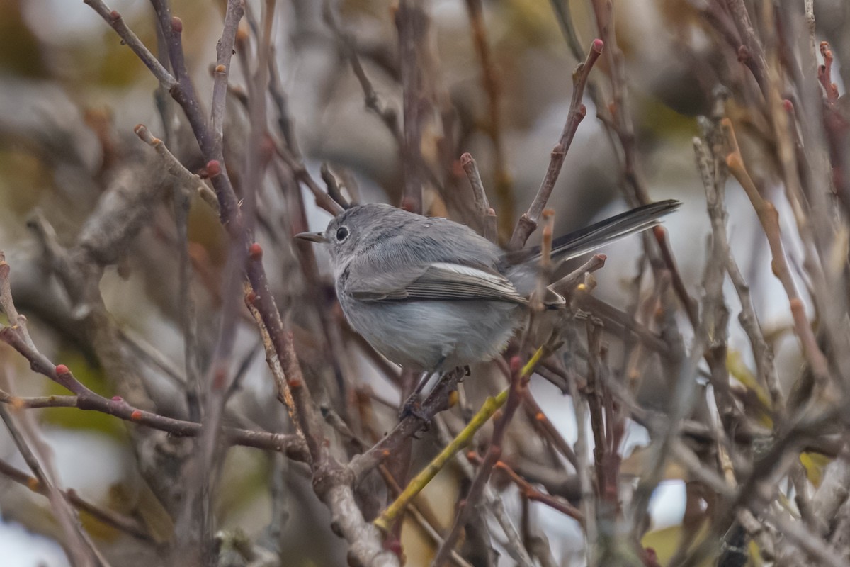 Blue-gray Gnatcatcher - ML645313036