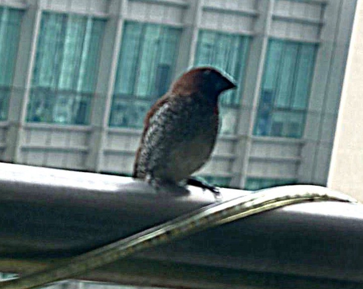 panenka muškátová - ML645313042