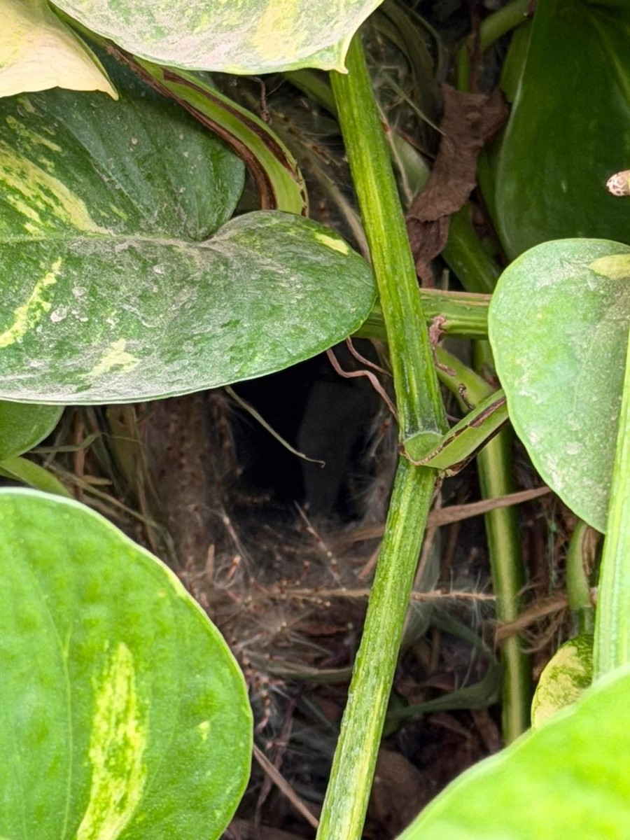 panenka muškátová - ML645313049