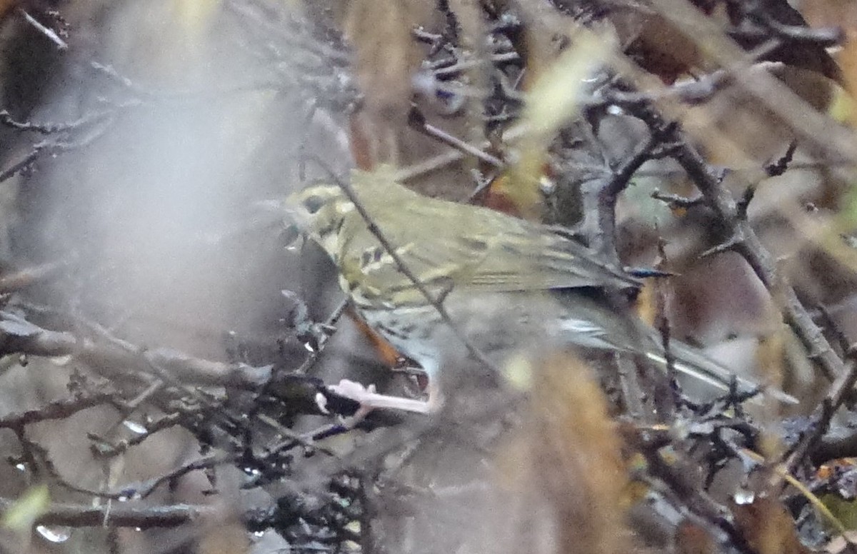 樹鷚 - ML645313051