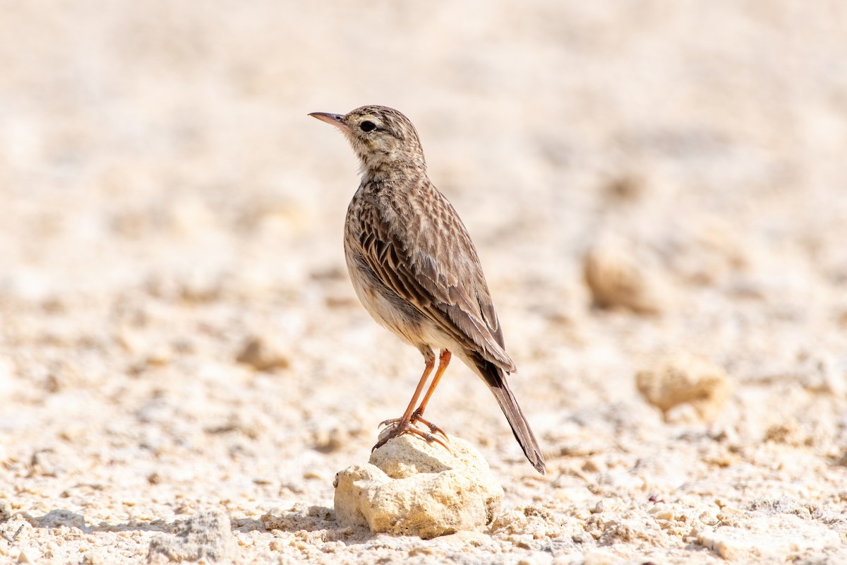 Australian Pipit - ML645313065