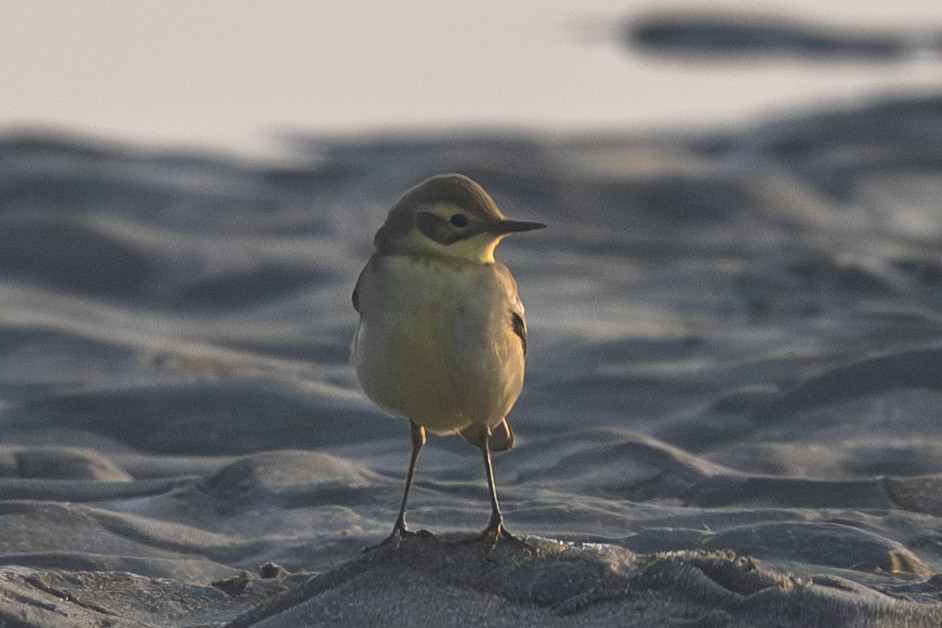 נחליאלי לימוני - ML645313077