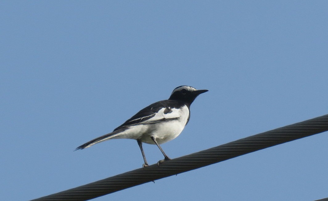 Bergeronnette indienne - ML645313086