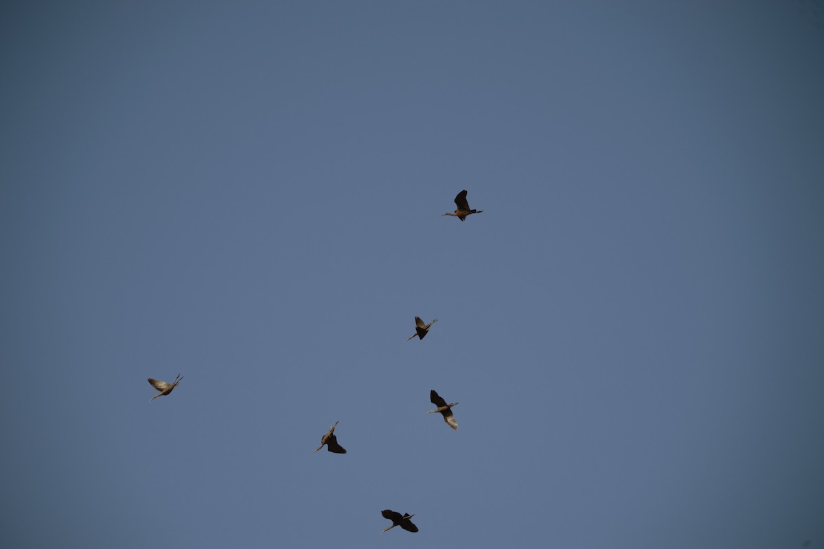 ブロンズトキ - ML645313093