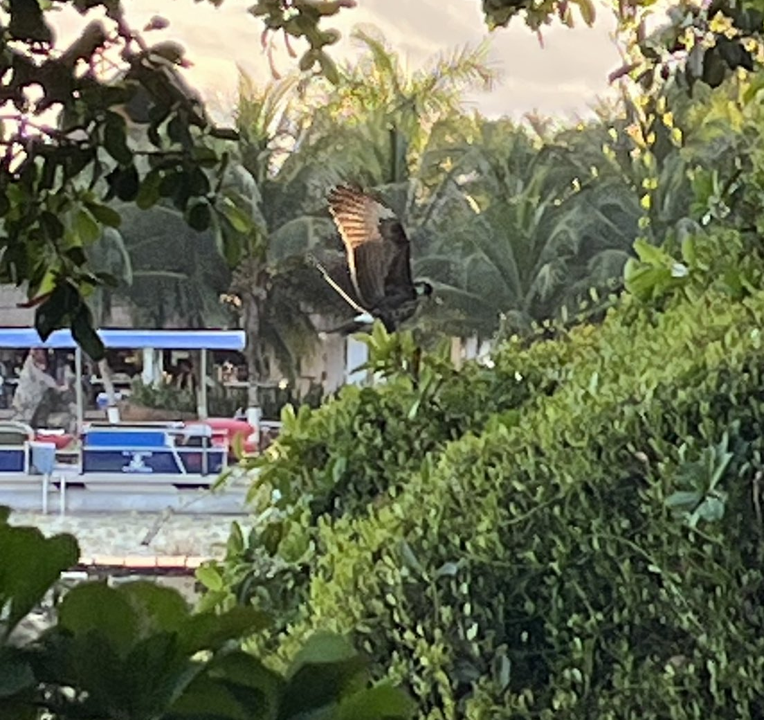 Osprey - ML645313100