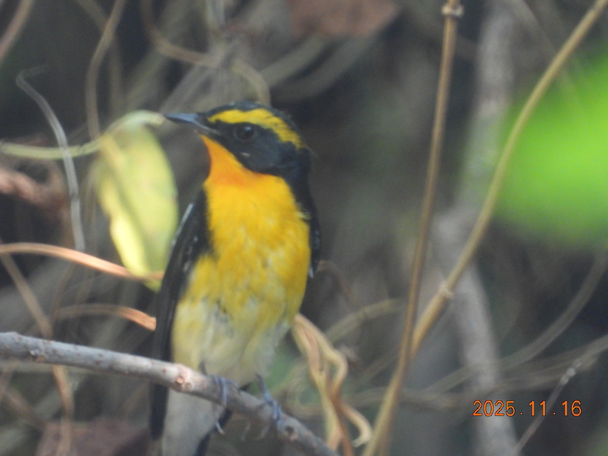 Narzissenschnäpper - ML645313101