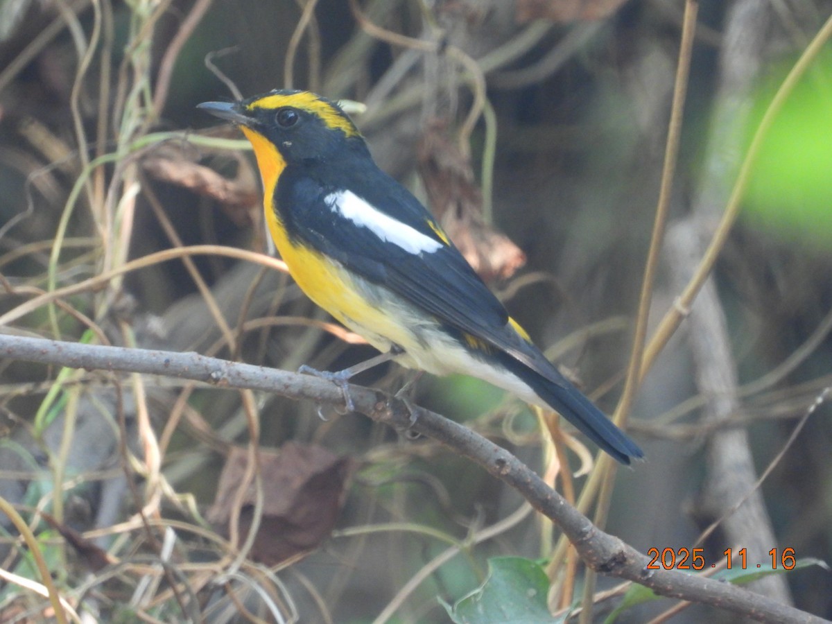 Narzissenschnäpper - ML645313102