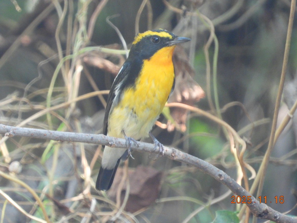 Narzissenschnäpper - ML645313103