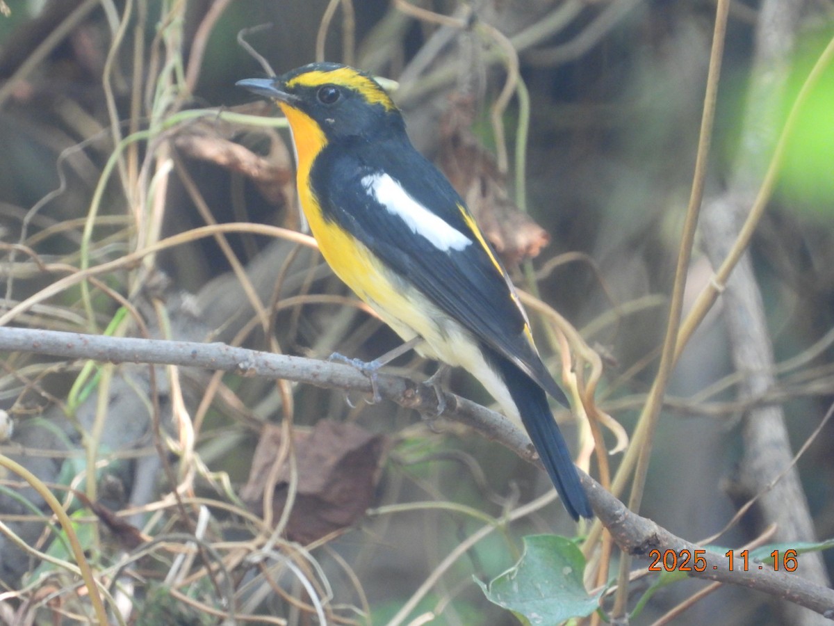 Narzissenschnäpper - ML645313104