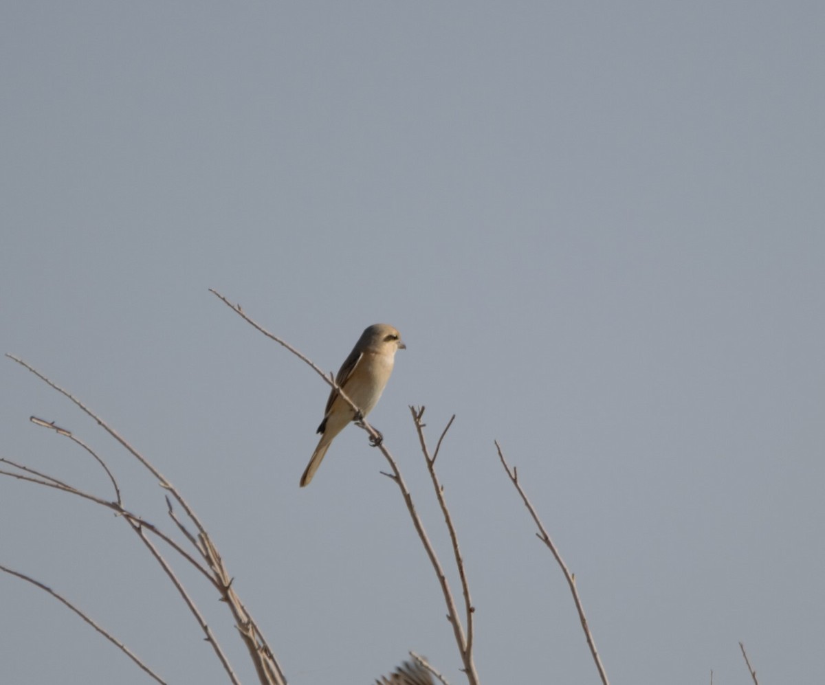 Alcaudón Isabel - ML645313106