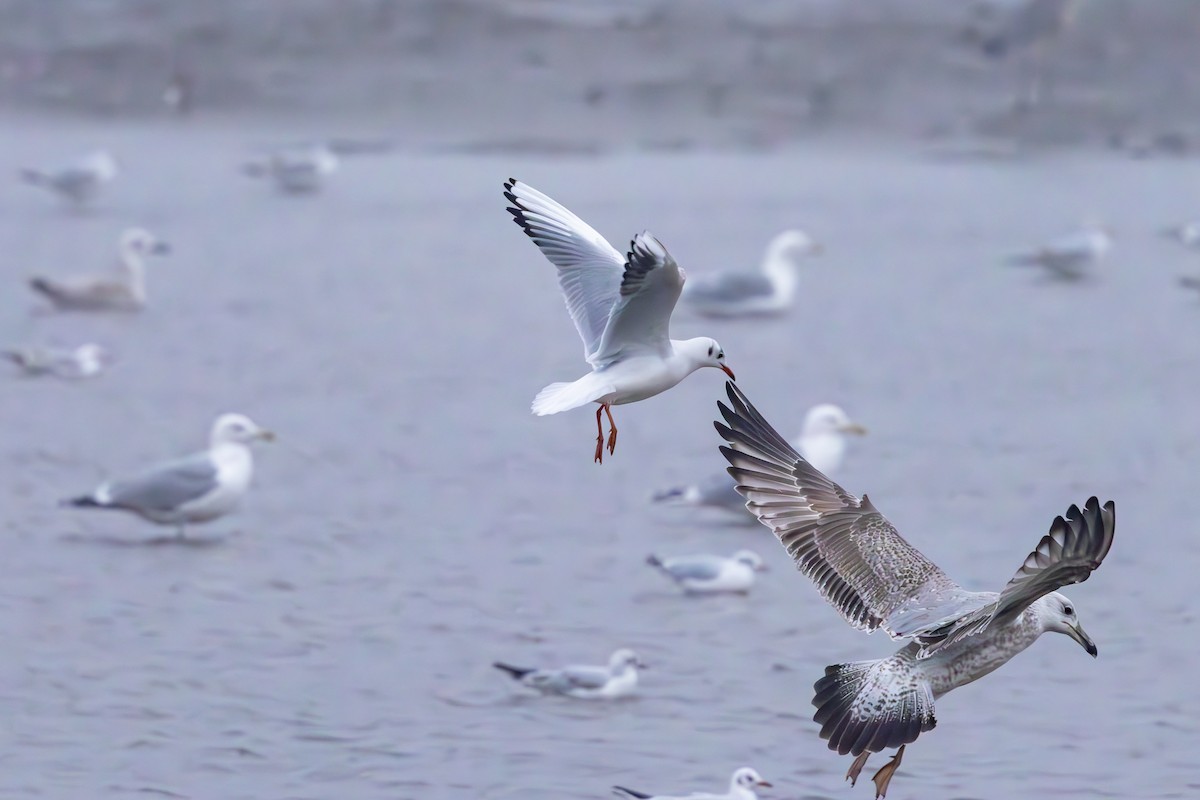 Caspian Gull - ML645313115