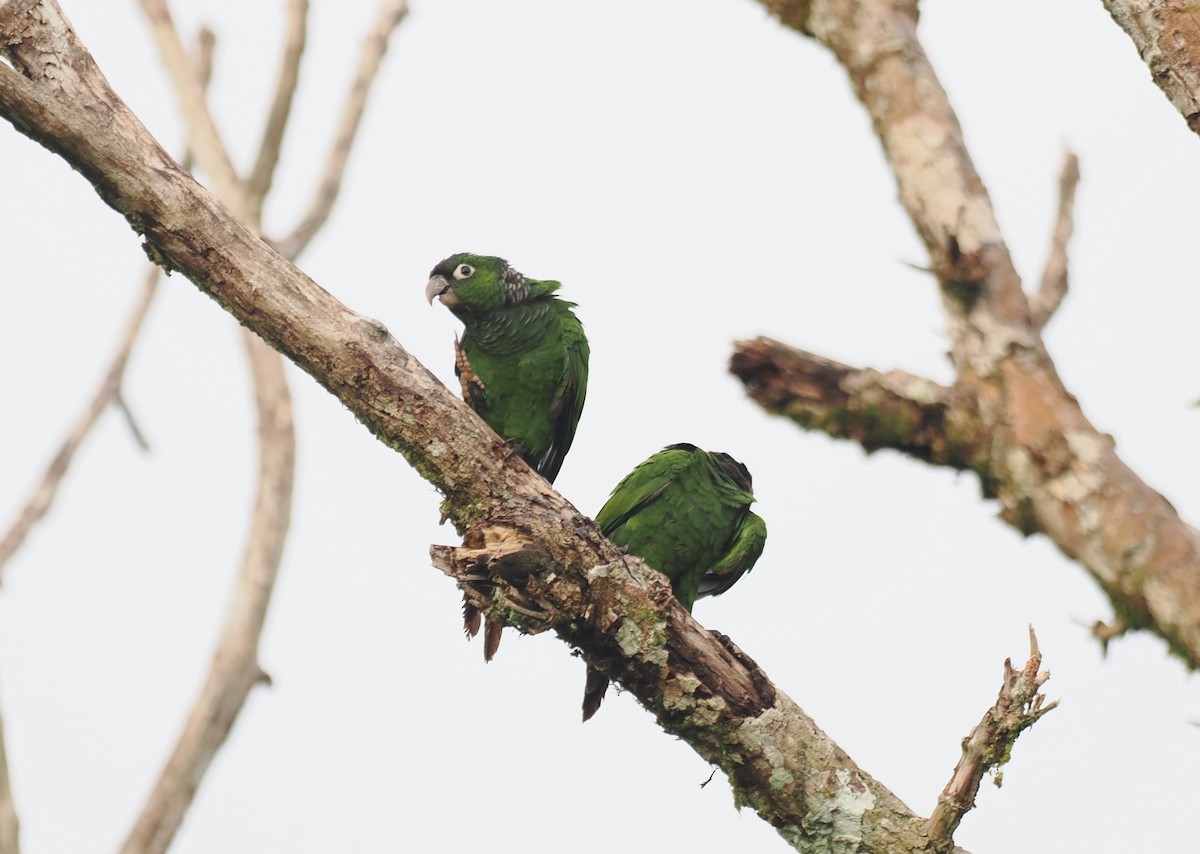 Cotorra Colinegra - ML645313118