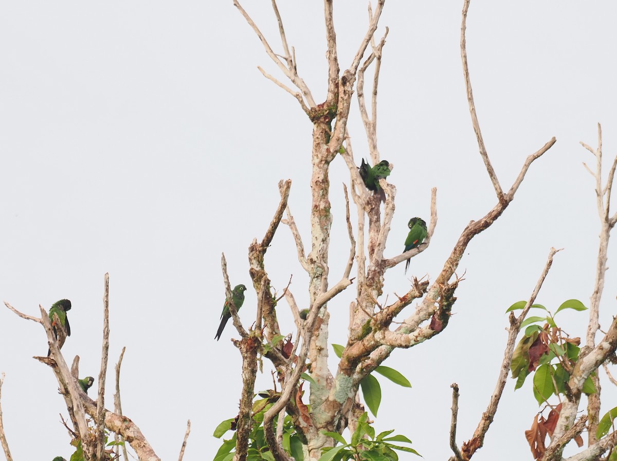 Cotorra Colinegra - ML645313119